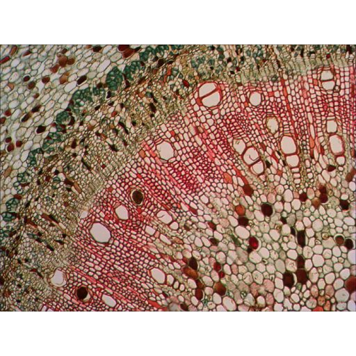 Levenhuk N18 NG előkészített tárgylemezkészlet