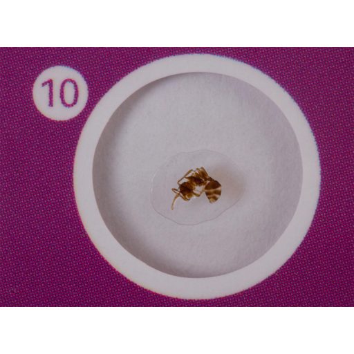 Levenhuk LabZZ C12 Élőlények – előkészített tárgylemez-készlet