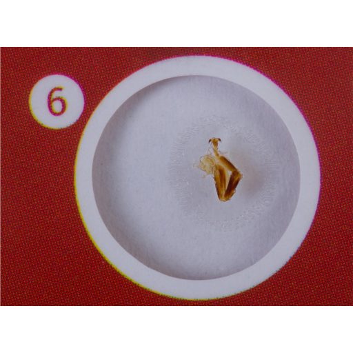 Levenhuk LabZZ C12 Élőlények – előkészített tárgylemez-készlet