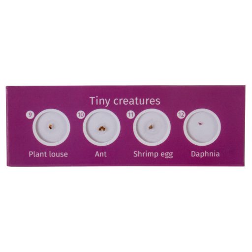 Levenhuk LabZZ C12 Élőlények – előkészített tárgylemez-készlet