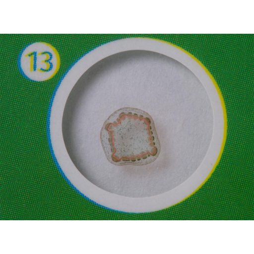 Levenhuk LabZZ P12 Növények – előkészített tárgylemez-készlet