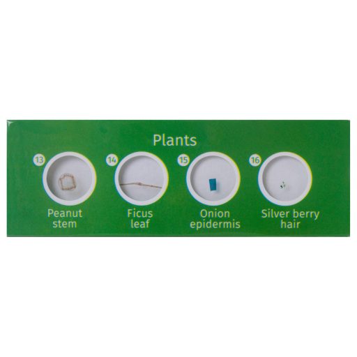 Levenhuk LabZZ P12 Növények – előkészített tárgylemez-készlet